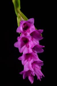 Isochilus linearis