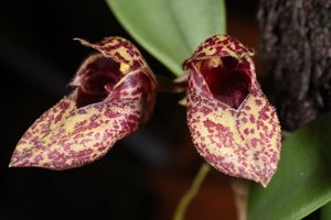 Bulbophyllum frostii