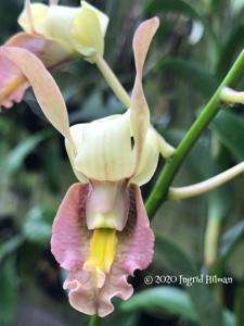 Dendrobium stockelbuschii