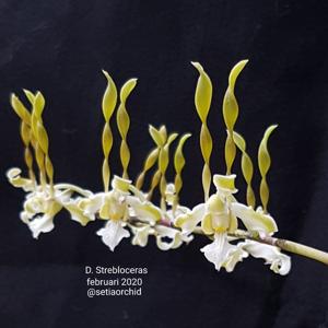 Dendrobium strebloceras
