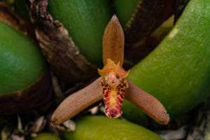Maxillaria rufescens
