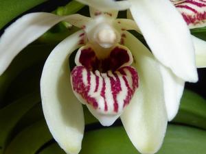 Vanda pumila