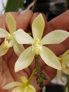 Brachypeza unguiculata