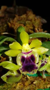 Gastrochilus retrocallus
