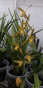 Cymbidium sinense