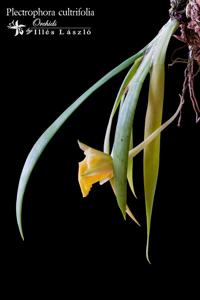 Plectrophora cultrifolia