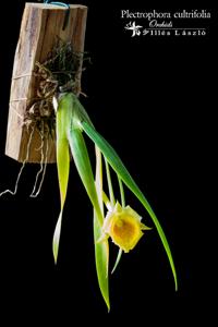 Plectrophora cultrifolia