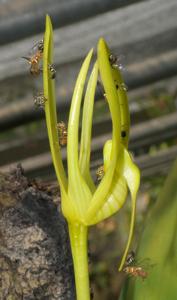 Bulbophyllum cheiri subsp. cheiri
