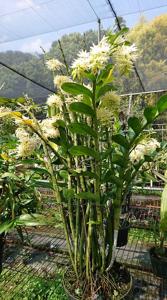 Dendrobium amethystoglossum