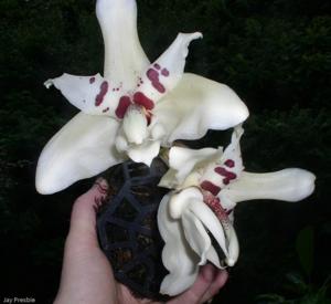 Stanhopea martiana