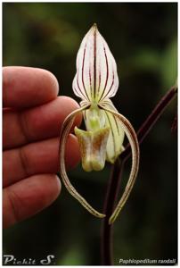 Paphiopedilum randsii