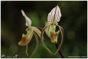 Paphiopedilum randsii