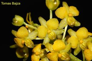 Zygostates apiculata