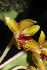 Bulbophyllum psittacoglossum
