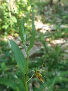 Epipactis flava