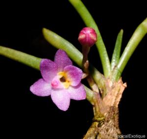 Holcoglossum pumilum