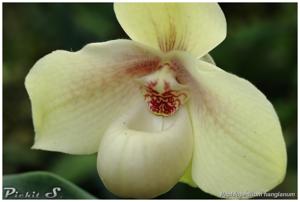 Paphiopedilum hangianum