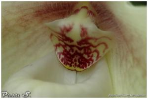 Paphiopedilum hangianum