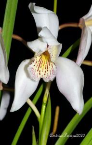 Cymbidium wenshanense