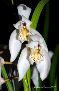 Cymbidium wenshanense