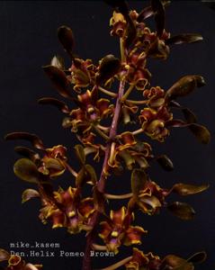 Dendrobium helix
