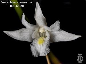 Dendrobium crumenatum