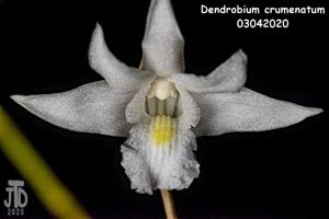 Dendrobium crumenatum