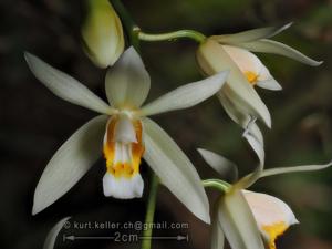 Coelogyne flaccida