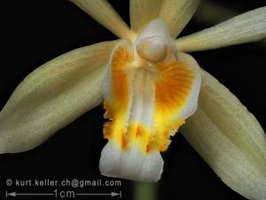 Coelogyne flaccida