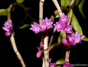Dendrobium gnomus