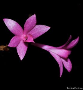 Dendrobium alderwereltianum