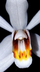 Coelogyne huettneriana