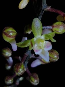 Sarcoglyphis mirabilis