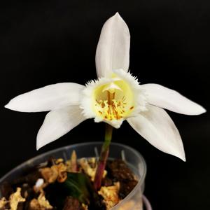Pleione grandiflora