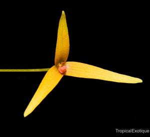 Bulbophyllum cernuum