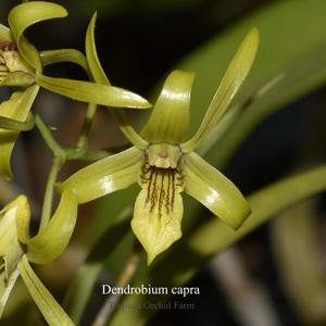 Dendrobium capra