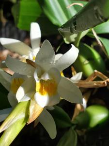 Coelogyne mossiae