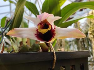 Maxillaria sanderiana