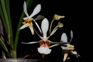 Holcoglossum wangii