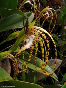 Maxillaria speciosa