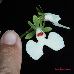 Oeonia rosea