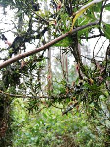 Hofmeisterella eumicroscopica