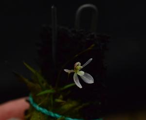 Cypholoron frigidum