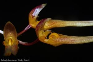 Bulbophyllum macraei