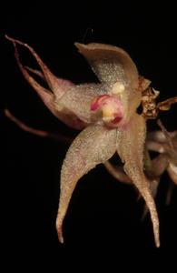 Bulbophyllum scabratum