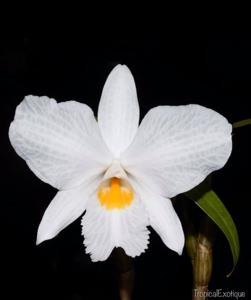 Dendrobium infundibulum