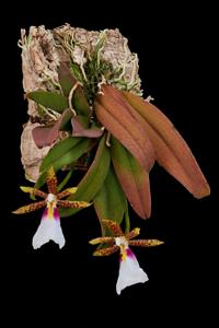 Trichocentrum tigrinum