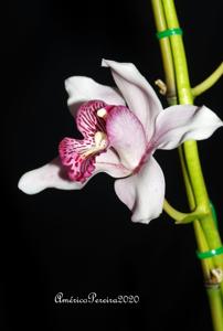 Cymbidium insigne