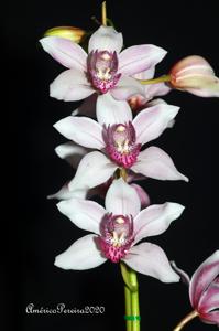 Cymbidium insigne