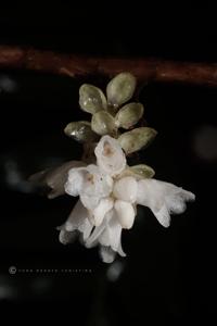 Appendicula alba